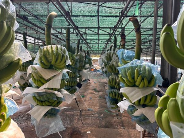 Cavendish Bananas Supplier in Vietnam